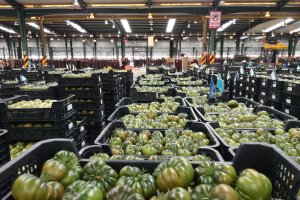 Los ingresos por exportación de tomate cayeron un 7%