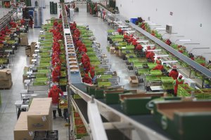 Lineal de manipulado de la empresa Biosabor, en San Isidro de Níjar.