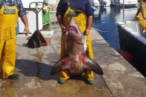 Imagen del tiburón marrajo pescado presuntamente por un vecino de Cuevas.