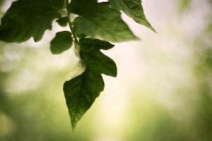Luz esmeralda de Angel Francisco Soler Cano, primer premio del concurso AgroFOTO del Coitaal en la categoría Libre