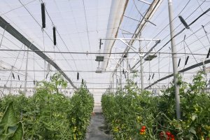 Un invernadero de ensayo de nuevas tecnologías ubicado en la Estación Experimental de Cajamar (Almería).