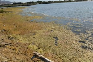 Vertidos de la actual depuradora en la desembocadura del río Almanzora, en la costa cuevana.