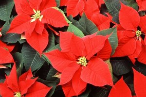 Flor de pascuero o \'poinsetia\', una de las plantas ornamentales que más se producen en Almería.