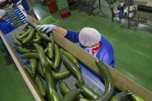 Las OPFH son un instrumento clave para mejorar la comercialización de frutas y hortalizas.