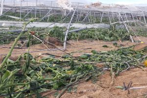 Imágenes de los daños causados en invernaderos por el tornado que tuvo lugar en El Ejido el pasado mes de enero.