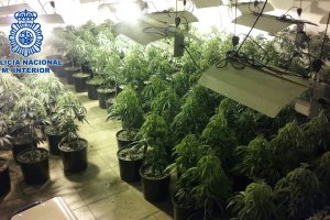 Plantas de marihuana incautadas al matrimonio en el registro de la vivienda.