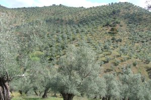 Cultivo de olivar en Andalucía.