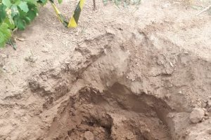 Preparados biodinámicos que se utilizan como abono en los cultivos, siguiendo el calendario astrológico de Maria Thun.