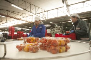 Lineal de manipulado y confección de una cooperativa agroalimentaria almeriense.