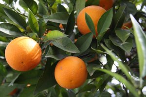 Cultivo de naranjas en la provincia de Almería.