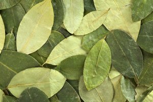 Hojas de coca como las inacautadas a una pasajera en un vuelo procedente de Madrid.