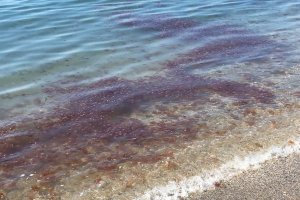 Banco de medusas en la orilla de las playas de Almerimar.