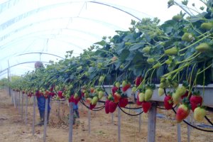 Cultivo hidropónico de fresas en la provincia de Huelva.