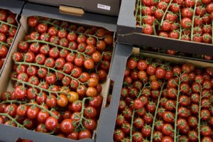 Fepex pide que a pesar del aumento de producción del Sahara Occidental se mantenga la cuota marroquí.