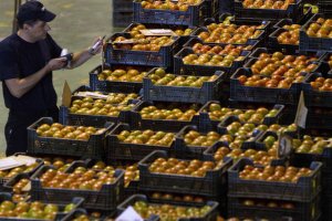 Baja el tomate tanto en volumen como en precios