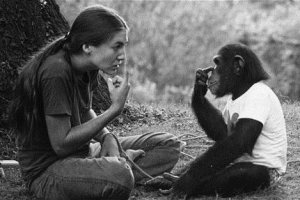 Washoe, chimpancé capturada por los estadounidenses.