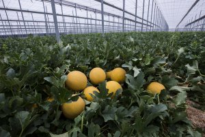 Las variedades de melón Galia de Takii Seeds tienen el color amarillo \'yema de huevo\' que asegura un alto contenido en azúcar.