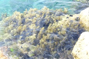 Nuestros fondos albergan una gran cantidad de plantas fundamentales para el entorno marino.