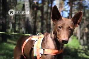 Pepita Banana ya se encuentra bien y busca alguien que la quiera adoptar.