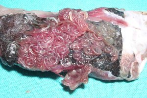 Imagen de un pescado infectado por el anisakis