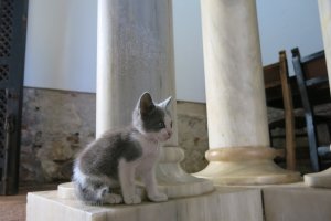 Un cachorro gris y blanco ha sido robado de la Alcazaba.
