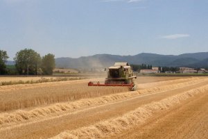 Cosechando cereales en la comarca de Los Vélez
