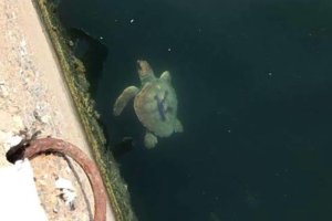 Imagen de la tortuga \'Kika\' cuando fue avistada en el puerto de Almerimar.