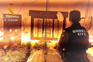 Plantas encontradas por la Guardia Civil