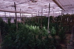 Imagen del cultivo descubierto en Almerimar.