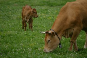 Metalgen está midiendo la concentración de metano en explotaciones ganaderas.