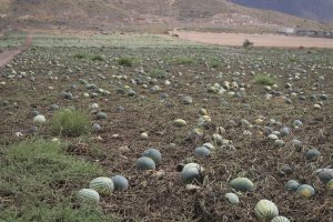 Campo  de sandías pudriéndose en la comarca del Levante almeriense.