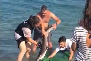 El animal se encuentra herido pero a salvo.