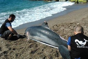 Dos miembros de Equinac junto a un delfín varado en Almería.