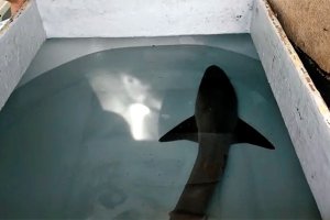 El tiburón en las instalaciones del acuario de Roquetas.