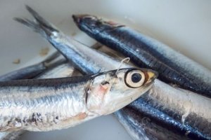 ¿Ves el gusanito blanco que le sale de la cabeza?