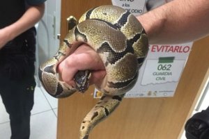 La pitón fue encontrada en el baño de una vivienda de Ciempozuelos.