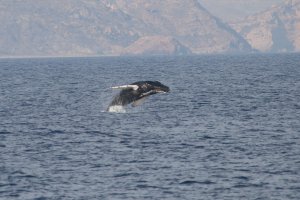 Una ballena jorobada salta en la costa del Levante el pasado lunes (Foto de \'Cetáces y Navegación\').