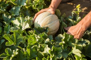 Basf gestionará en torno a 1.600 variedades hortícolas