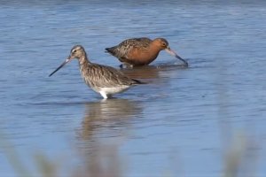 Ejemplares de aves acuáticas en una de las charcas de la Algaida.