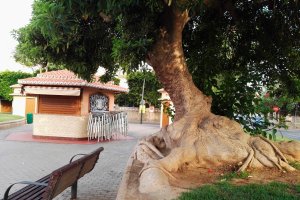 Ejemplar de la Plaza España, similar al que cayó hace un año