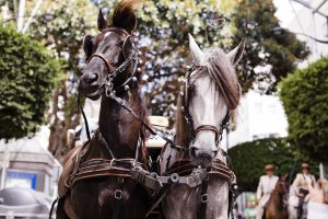 Inaguracion paseo caballos y carruajes