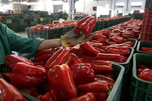 El pimiento es el líder por el valor de sus exportaciones