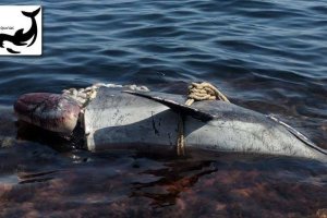 Delfín aparecido en Aguamarga con la cabeza casi seccionada y un cabo atado al cuerpo. (Foto: Equinac)