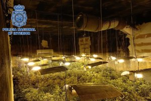 Imagen de las plantas incautadas.