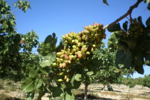 La superficie de pistacho sigue creciendo en Almería.