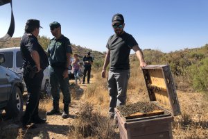 Un apicultor muestra las abejas muertas tras el asalto a una explotación en Felix