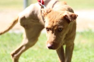 Princesa, la perra de ocho meses que busca un hogar.