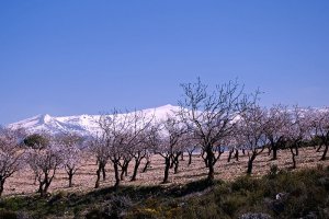 Cultivo de almendros con Sierra Nevada de fondo.
