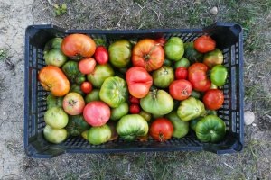 Producción almeriense de tomate ecológico que ha crecido en un 70% en los últimos años.