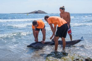 Miembros de Protección Civil atienden al delfín varado.